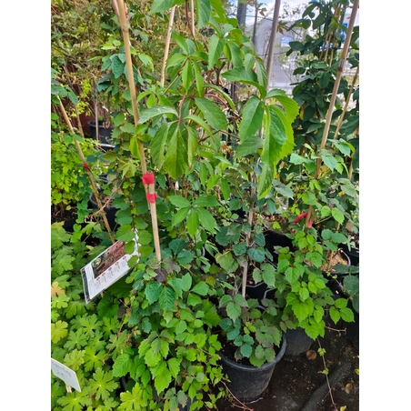 Parthenocissus quinquefolia ( дива лоза )