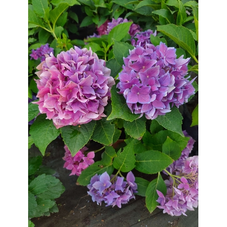 Hydrangea macrophylla