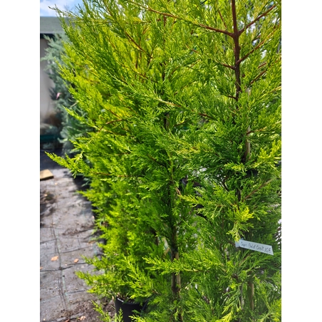 Cupressocyparis 'Goldcrest' (Лимонов кипарис)