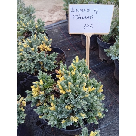 Juniperus squamata Floriant
