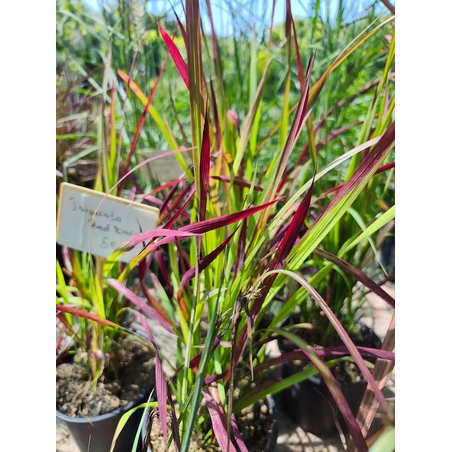 Imperata cylindrica 'Red Baron'