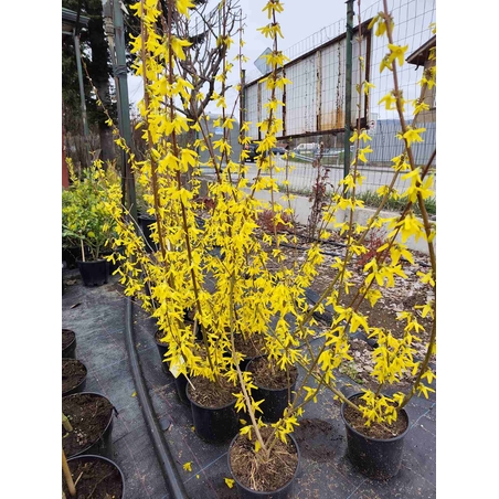 Forsythia x intermedia Lynwood