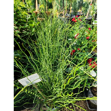 Juncus effusus ‘Spiralis’ (Спираловидна дзука)