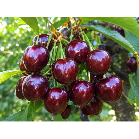 Prunus avium 'Lapins' (Череша 'Лапинс')