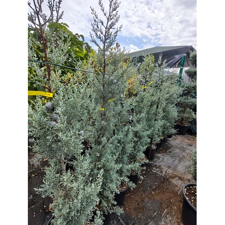 Cupressus arizonica (Аризонски кипарис)