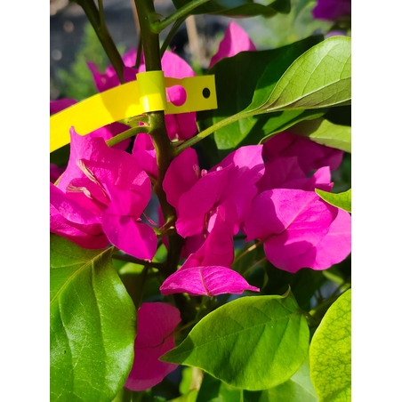 Bougainvillea glabra (Бугенвилия)
