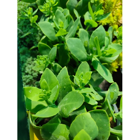 Sedum 'Hot Stuff'