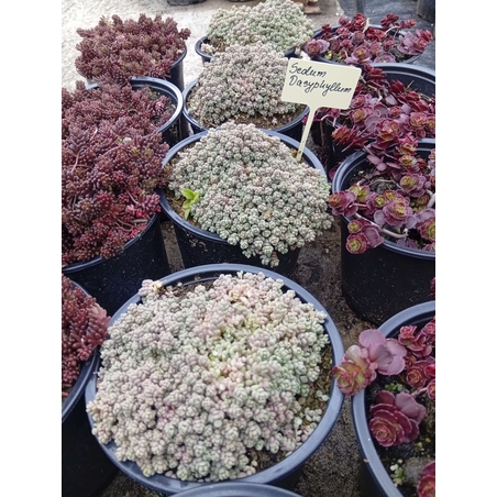 Sedum Dasyphyllum