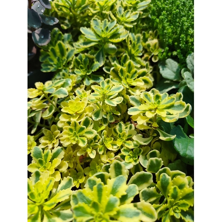 Sedum 'The Edge'