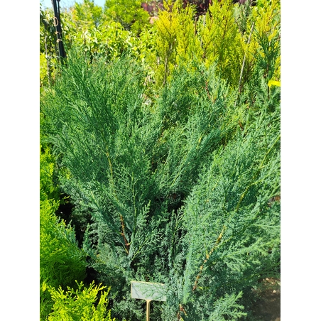 Cupressocyparis leylandii 'Blue Jeans'