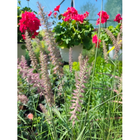 Pennisetum orientale 'Flamingo'