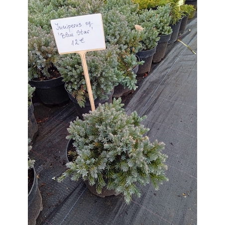Juniperus squamata Blue Star