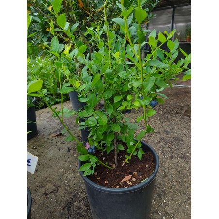 Vaccinium corymbosum ( Висока американска боровинка )