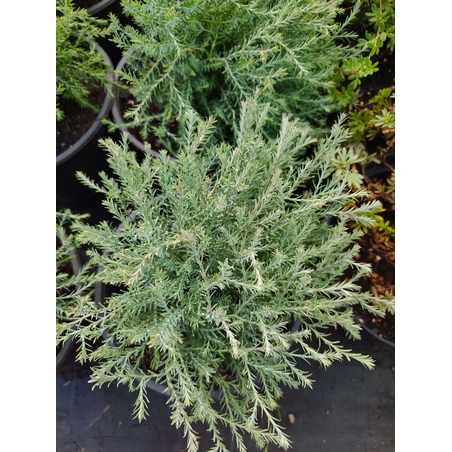 Thuja occidentalis 'Mr. Bowling Ball