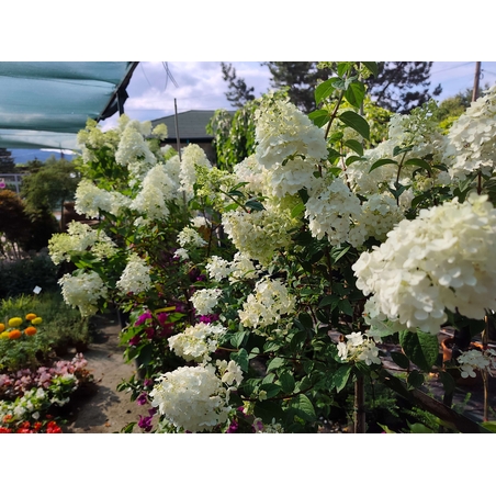 Hydrangea paniculata 'Vanille Fraise'