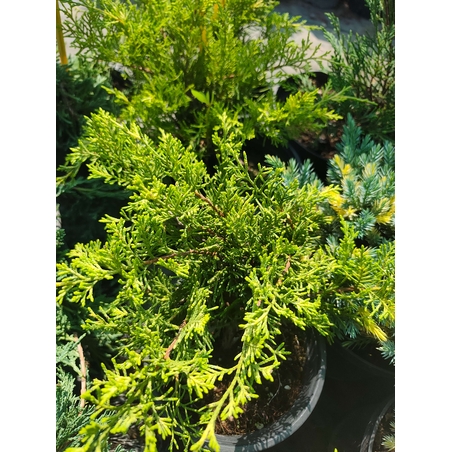 Juniperus media Old Gold