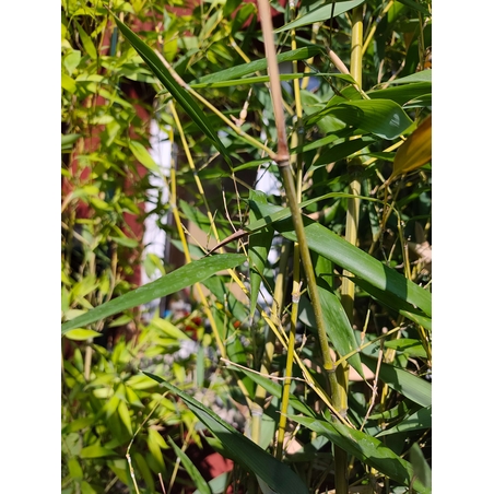 Phyllostachys bissetii (Бамбук)