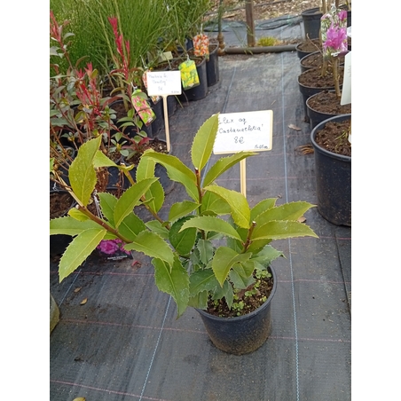 Ilex aquifolium Castaneifolia