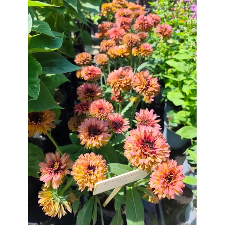 Echinacea purpurea (Пурпурна ехинацея)