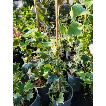 Hedera helix ‘Yellow Ripple’