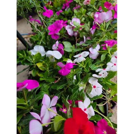 Catharanthus roseus (Едногодишна винка)