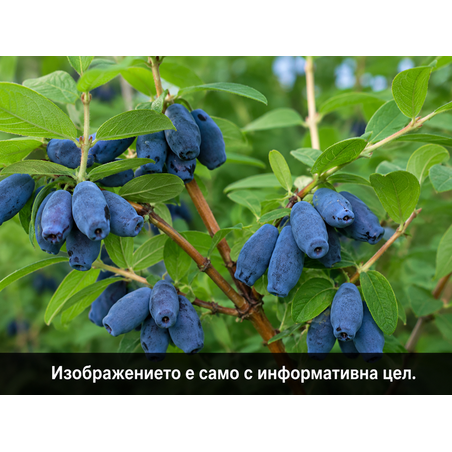 Lonicera caerulea (Майска / Камчатска боровинка)
