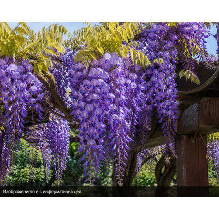 Wisteria brachybotrys 'Okayama' (Японска глициния 'Okayama')