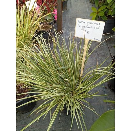 Acorus gramineus Argenteostriatus