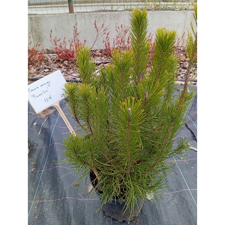 Pinus mugo Pumilio