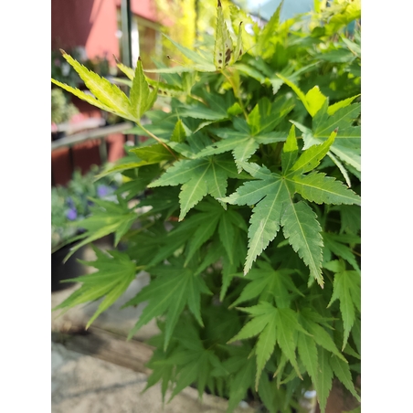 Acer palmatum 'Orange Dream'