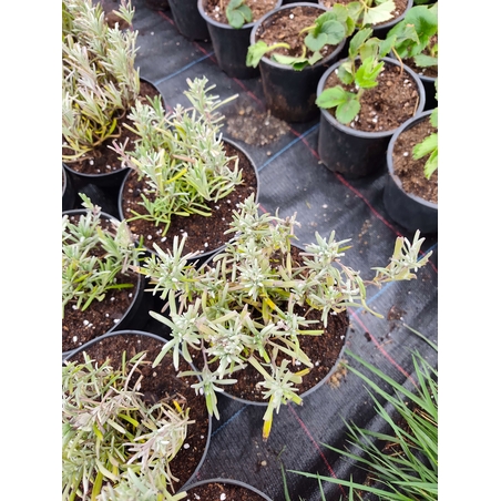 Lavandula ( лилава )