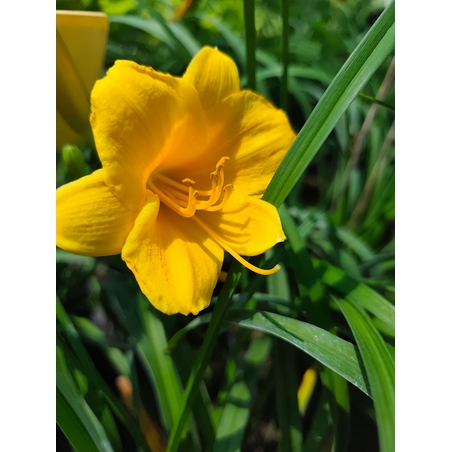 Hemerocallis Mini