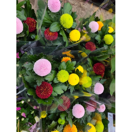 Chrysanthemum × morifolium – Pompon Group (Топчеста хризантема)