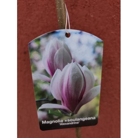 Мagnolia soulangeana Аlexandrina