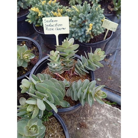 Sedum Seduction Rose