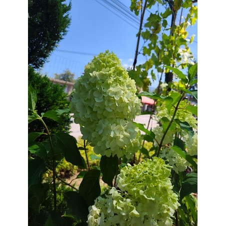 Hydrangea paniculata 'Bonfire'