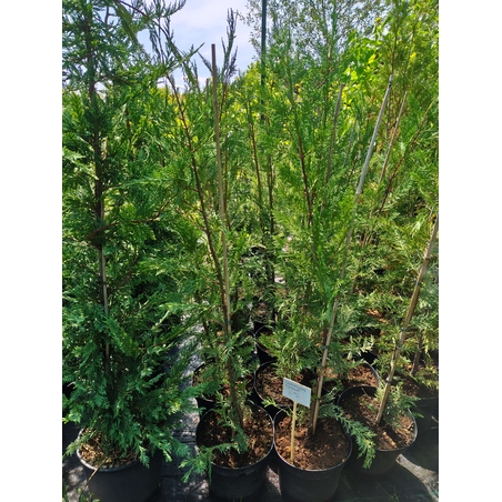 Cuprocyparis leylandii (Лейландски кипарис)