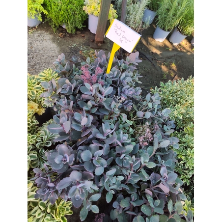 Sedum cauticola Red canyon