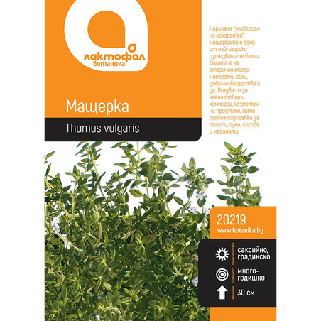 Семена Мащерка