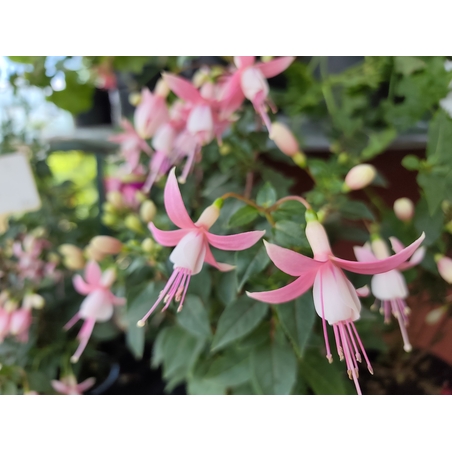 Fuchsia ( обички )
