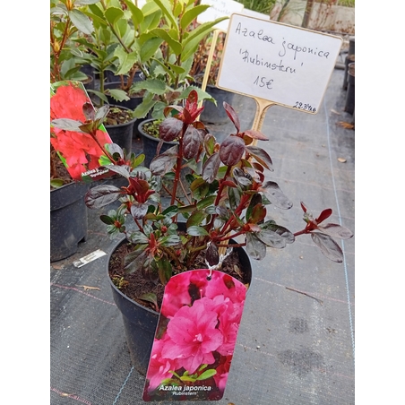 Azalea japonica Rubinstern