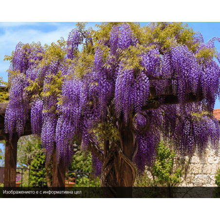 Wisteria floribunda 'Black Dragon' (Глициния 'Black Dragon')