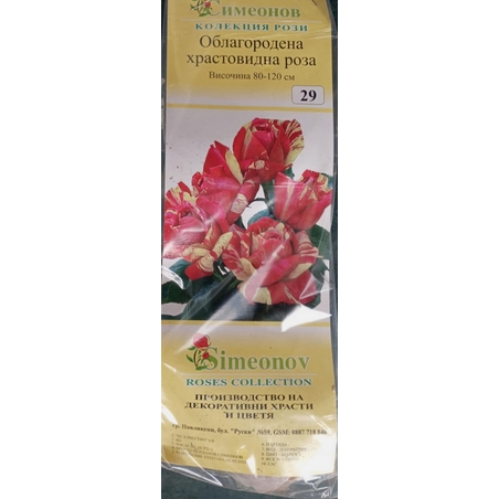 Храстовидна роза на гол корен