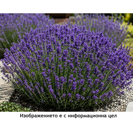 Lavandula angustifolia 'Hidcote'