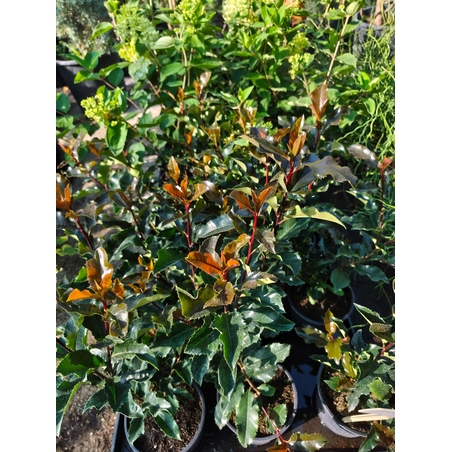 Photinia × fraseri ‘Magical Volcano’