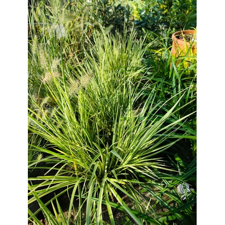 Acorus gramineus ‘Argenteostriatus’