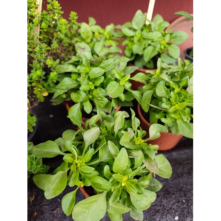 Ocimum basilicum ( босилек)