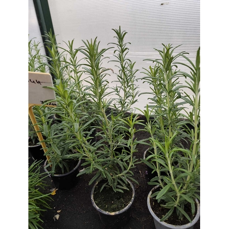 Rosmarinus officinalis - розмарин