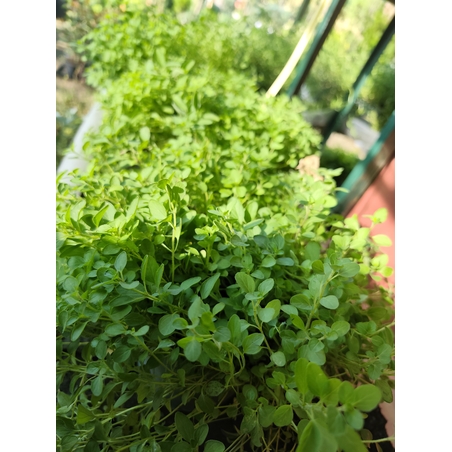 Origanum vulgare ( риган )
