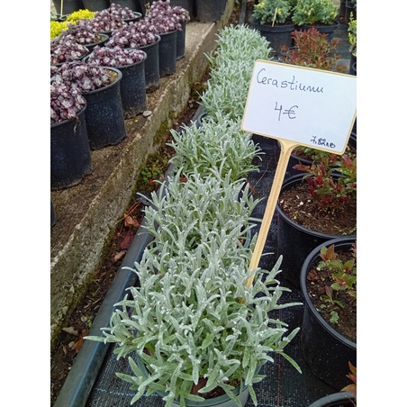 Cerastium tomentosum